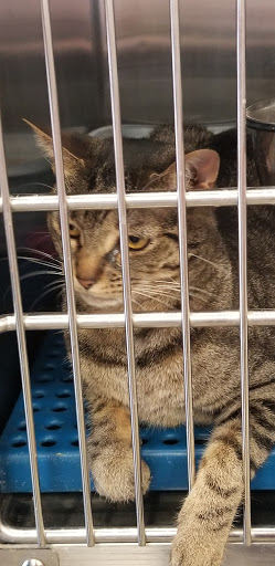 Pet Supply Store «Petsense Murray», reviews and photos, 1550 Lowes Dr, Murray, KY 42071, USA