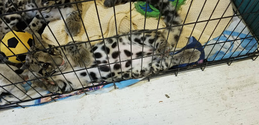 Tourist Attraction «Panther Ridge Conservation Center», reviews and photos, 14755 Palm Beach Point Blvd, Wellington, FL 33414, USA