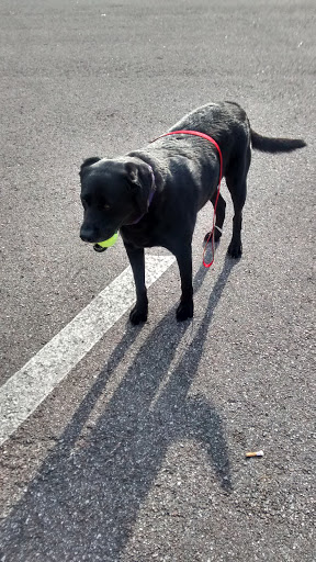 Home Improvement Store «Tractor Supply Co.», reviews and photos, 890 State Rte 415, Osteen, FL 32764, USA