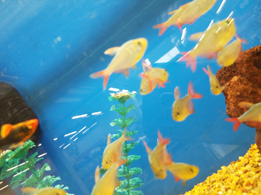 Pet Supply Store «Petco Animal Supplies», reviews and photos, 92 Cluff Crossing Rd, Salem, NH 03079, USA