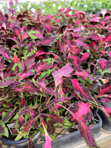 Garden Center «Gregor Farm & Greenhouse Inc», reviews and photos, 2592 Holy Name Dr, Wayzata, MN 55391, USA