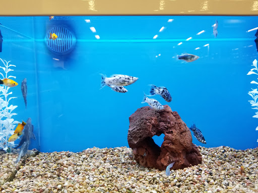 Pet Supply Store «Petco Animal Supplies», reviews and photos, 187 Stonebrook Pl, Jackson, TN 38305, USA