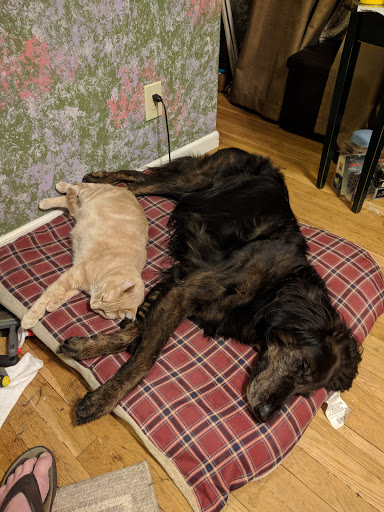 Pet Supply Store «PetSmart», reviews and photos, 131 Highlands Blvd Dr, Manchester, MO 63011, USA