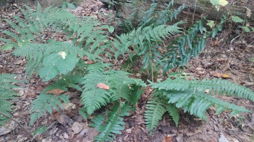 National Park «Chattahoochee River National Recreation Area - Allenbrook Unit», reviews and photos, 227 S Atlanta St, Roswell, GA 30075, USA