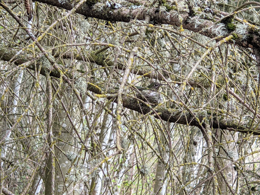 Nature Preserve «Beaverton Creek Wetlands Natural Area», reviews and photos, SW 153rd Dr, Beaverton, OR 97006, USA