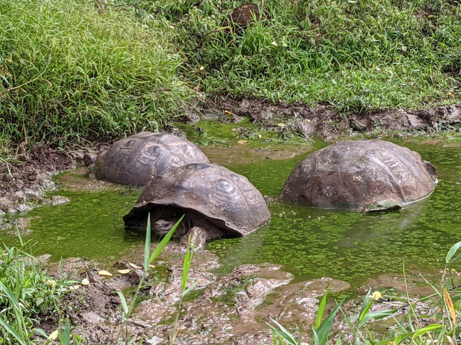 Comentarios y opiniones de Rancho Primicias - Giant Tortoise Reserve