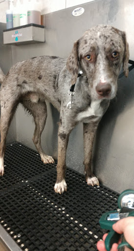 Pet Supply Store «Pet Supplies Plus», reviews and photos, 9630 Transit Rd Suite 400, East Amherst, NY 14051, USA