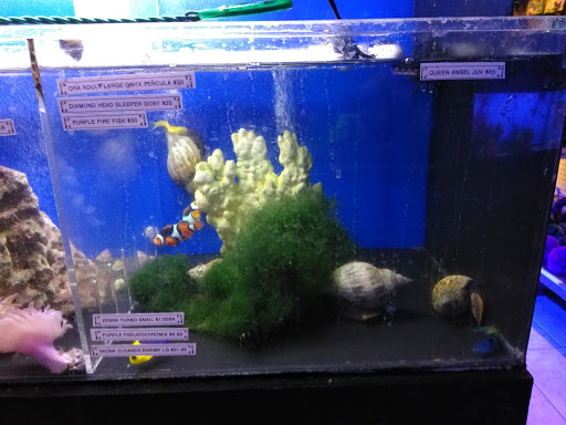 Pet Store «Discount Pets & Supplies», reviews and photos, 211 Hancock Bridge Pkwy, Cape Coral, FL 33990, USA