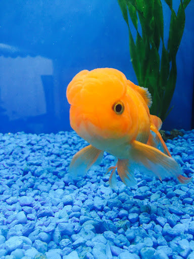 Pet Supply Store «PetKraze», reviews and photos, 100 Independent Way, Brewster, NY 10509, USA