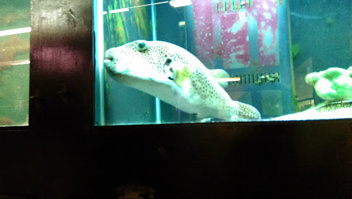 Tropical Fish Store «Aquatics & Exotics», reviews and photos, 7513 Hamilton Ave, Cincinnati, OH 45231, USA