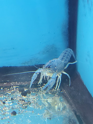 Pet Supply Store «Petco Animal Supplies», reviews and photos, 1574 N Dupont Hwy #300, Dover, DE 19901, USA