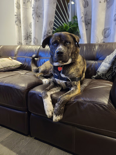 Pet Supply Store «PetSmart», reviews and photos, 2458 Central Park Ave, Yonkers, NY 10710, USA