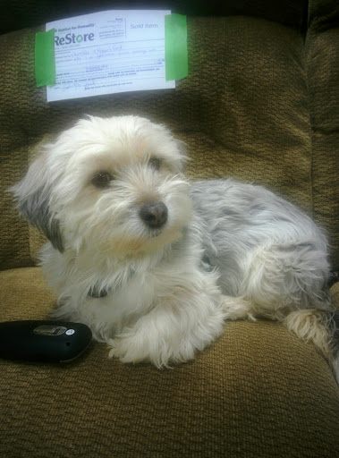 Social Services Organization «Habitat For Humanity of New Castle County Restore», reviews and photos