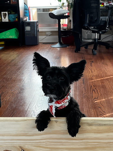 Pet Supply Store «Pet Supplies Plus», reviews and photos, 120 Sara Way, Belle Vernon, PA 15012, USA