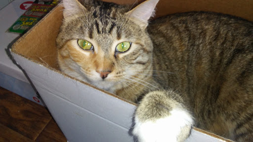 Pet Supply Store «Petco Animal Supplies», reviews and photos, 205 SE 5th St, Ames, IA 50010, USA