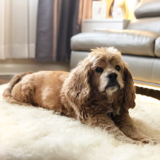 Pet Supply Store «Petco Animal Supplies», reviews and photos, 2340 Holcomb Bridge Rd, Roswell, GA 30076, USA