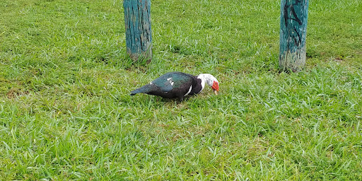 Park «Bicentennial Park», reviews and photos, 7300 Farragut St, Hollywood, FL 33024, USA