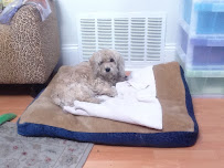 My Perfect Doggies' Home - Photo 8 - Car repair in San Francisco, CA, San Francisco