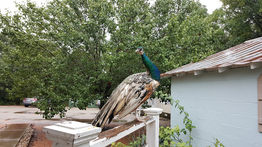 Florist «A Matter of Taste Florists», reviews and photos, 4230 Williams Dr B, Georgetown, TX 78628, USA