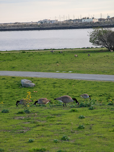 Park «Middle Harbor Shoreline Park», reviews and photos, 2777 Middle Harbor Rd, Oakland, CA 94607, USA