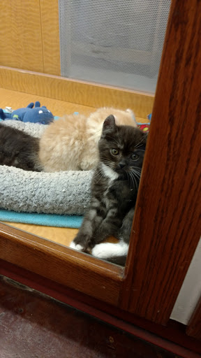 Pet Store «Animal Ark», reviews and photos, 175 S 500 E St, American Fork, UT 84003, USA