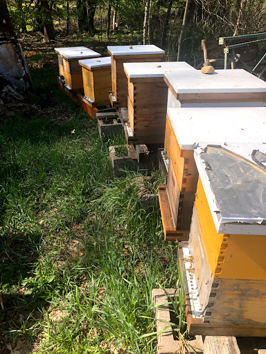 Hatchs Honey & Bee Removal LLC image 8