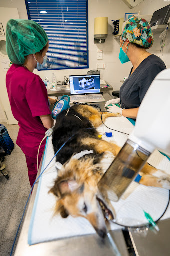 Hospital Veterinario Los Madrazo en Madrid