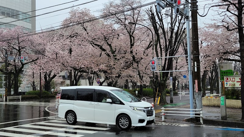 市役所さくら通りの桜並木