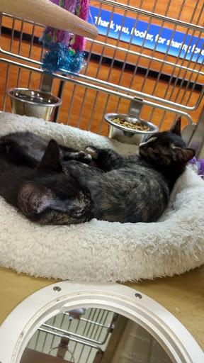 Pet Supply Store «PetSmart», reviews and photos, 262 Pooler Pkwy, Pooler, GA 31322, USA