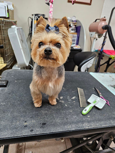 LC Pet Salon And Spa