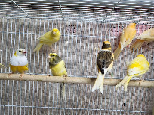 Pet Store «Louis Birds Pets & Supplies», reviews and photos, 80 Keyes St, San Jose, CA 95122, USA