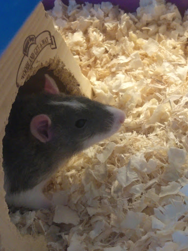 Family pet and supply, 3042 Cranberry Hwy, East Wareham, MA 02538, USA, 