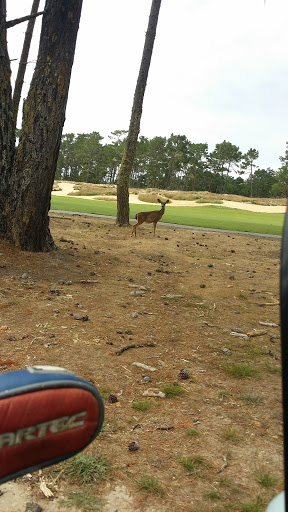 Golf Course «Poppy Hills Golf Course», reviews and photos, 3200 Lopez Rd, Pebble Beach, CA 93953, USA