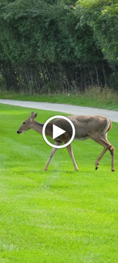 Golf Course «Indian Boundary Golf Course», reviews and photos, 8600 W Forest Preserve Ave, Chicago, IL 60634, USA