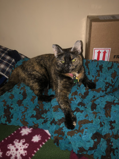 Pet Supply Store «PetSmart», reviews and photos, 2389 Taylor Park Dr, Reynoldsburg, OH 43068, USA