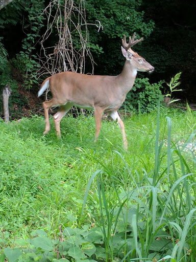 Park «Hoffman Park», reviews and photos, 228 Scottdale Rd, Lansdowne, PA 19050, USA