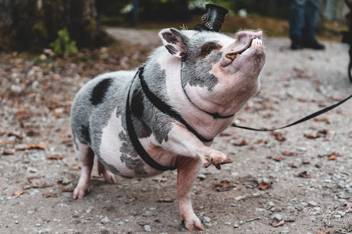 Tourist Attraction «The Great Lakes Medieval Faire», reviews and photos, 3033 OH-534, Rock Creek, OH 44084, USA
