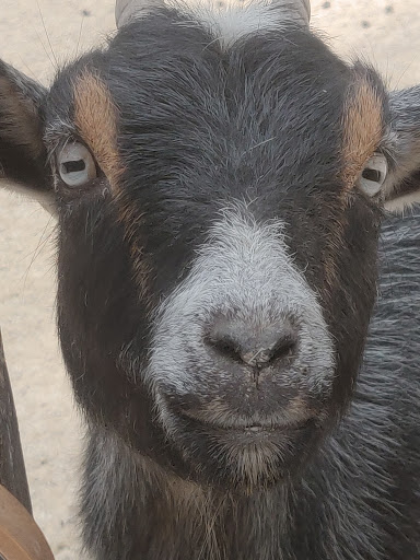 Zoo «Frank Buck Zoo», reviews and photos, 1000 W California St, Gainesville, TX 76240, USA