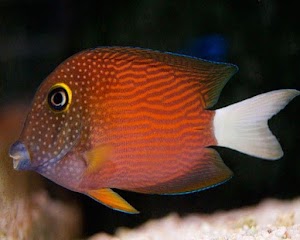 Alien Aquatics - photo 17