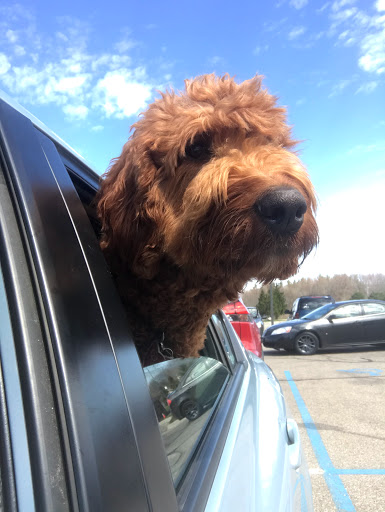 Pet Supply Store «Chow Hound Pet Supplies», reviews and photos, 5811 Byron Center Ave SW, Wyoming, MI 49519, USA