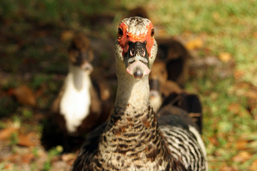 Park «Royal Palm Park», reviews and photos, 1701 NW 38th St, Oakland Park, FL 33309, USA