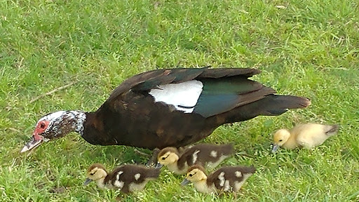 Public Golf Course «Landa Park Golf Course at Comal Springs», reviews and photos, 180 Golf Course Rd, New Braunfels, TX 78130, USA