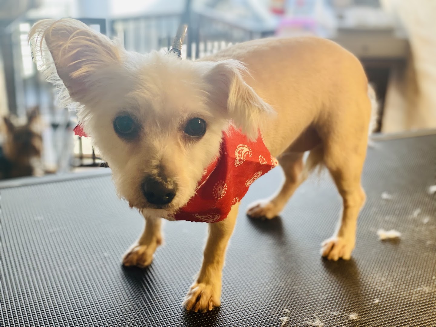 Crazy Dog Grooming