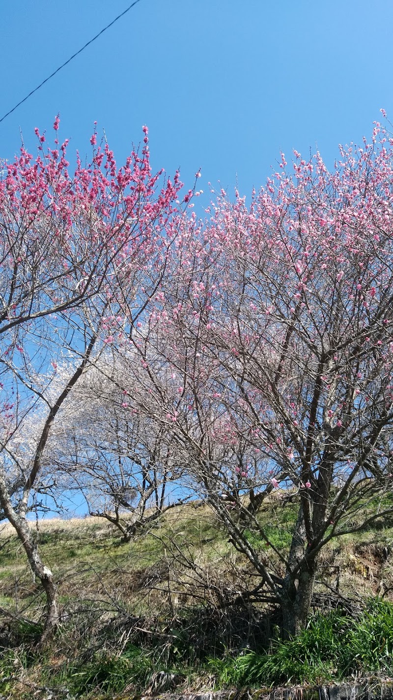 広橋梅林観光駐車場 奈良県下市町 無料駐車場 グルコミ