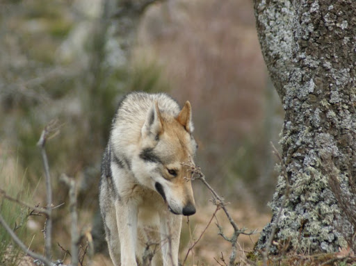 The wolf house