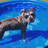 The K9 Kabana - Photo 4 - Car repair in Garner, NC, Raleigh