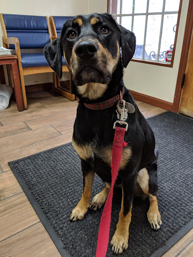 Animal Hospital «Blue Cross Pet Hospital», reviews and photos