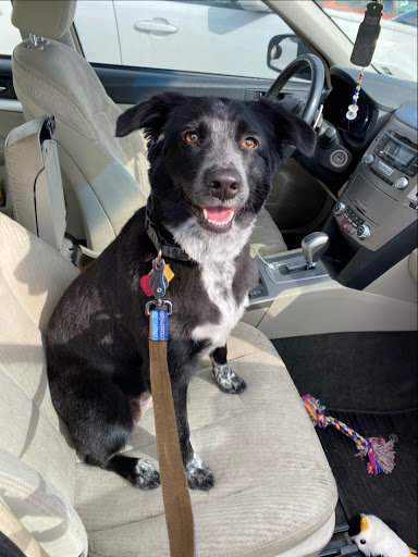 Pet Supply Store «PetSmart», reviews and photos, 1220 N Eagle Rd, Meridian, ID 83642, USA