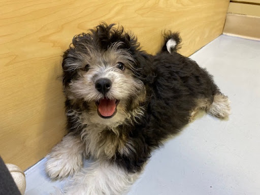 Pet Store «Pet Express», reviews and photos, 100 Independence Way, Danvers, MA 01923, USA