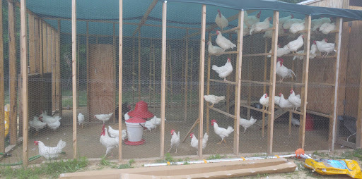 Home Improvement Store «Tractor Supply Co.», reviews and photos, 890 State Rte 415, Osteen, FL 32764, USA